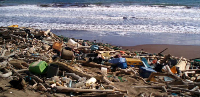 220 pounds of ocean trash inside dead sperм whale - SAFETY4SEA