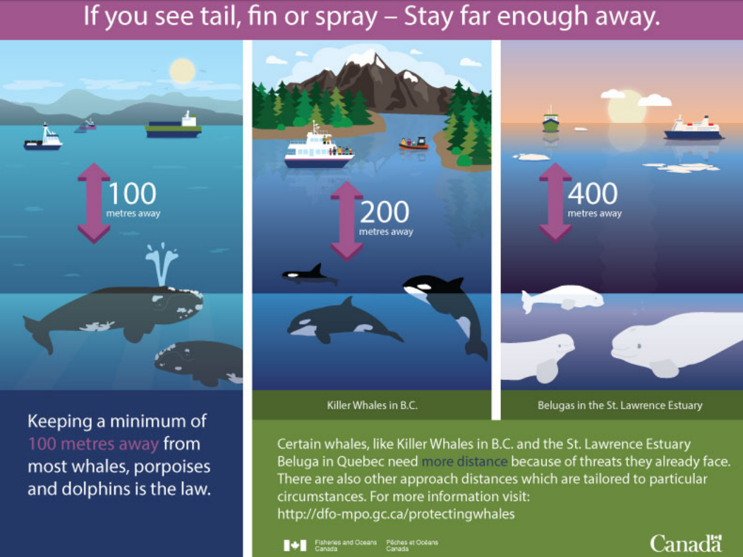 Canada updates regulations for whale watching
