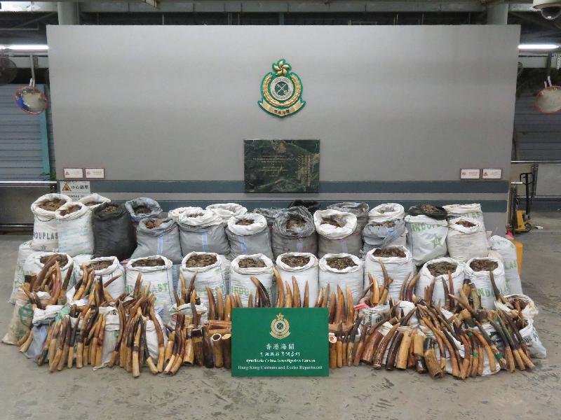 Hong Kong Customs seize record smuggling of pangolin and ivory tusks