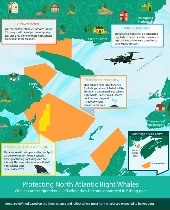 Infographic: Protecting North Atlantic Right whales