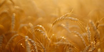 BIMCO: Record 112m tonnes Indian wheat harvest not seen benefitting global supplies