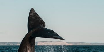 safeguard endangered whales