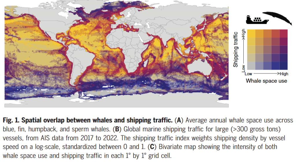 Research finds need for extending whale protection areas