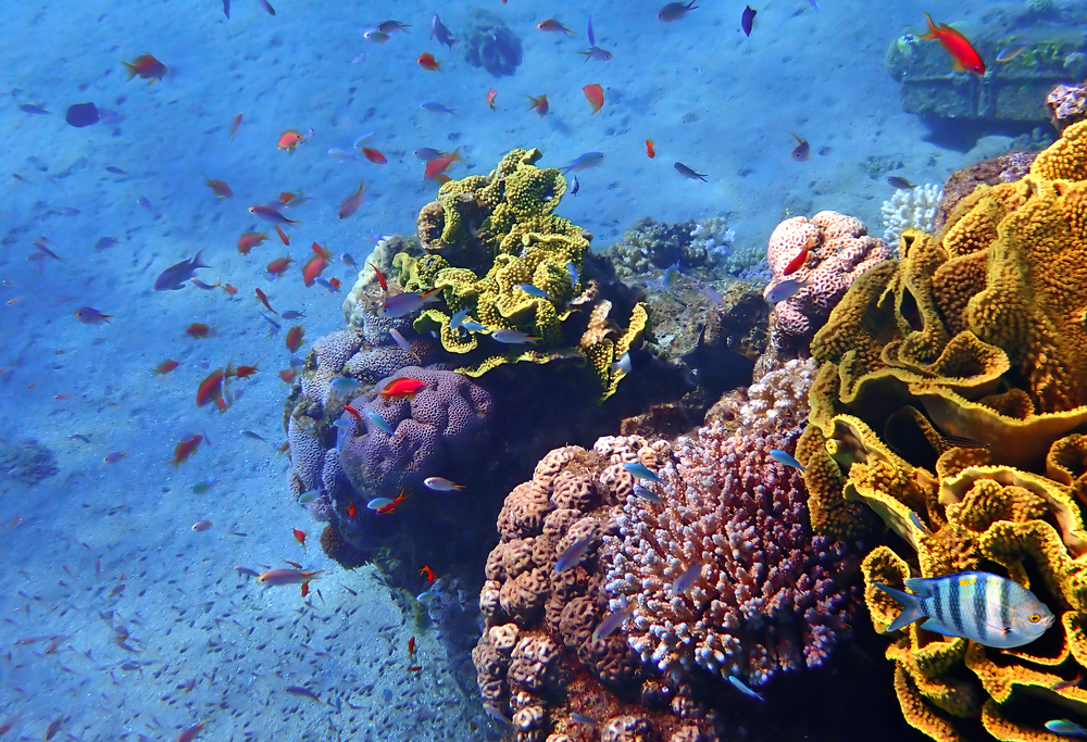 Biodiversity and the marine environment